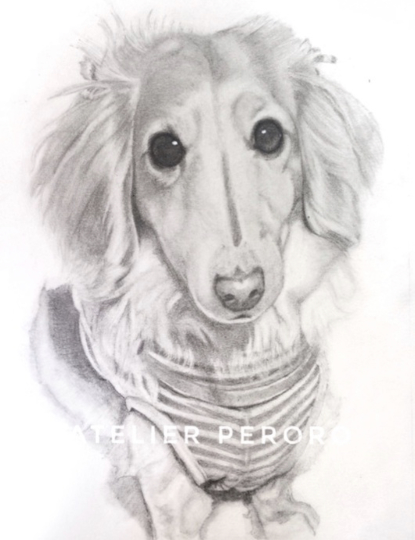 鉛筆画｜アトリエペロロ【公式】 犬の似顔絵・肖像画オーダーメイド